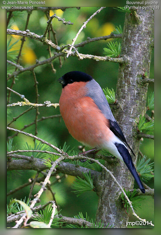 Eurasian Bullfinch male