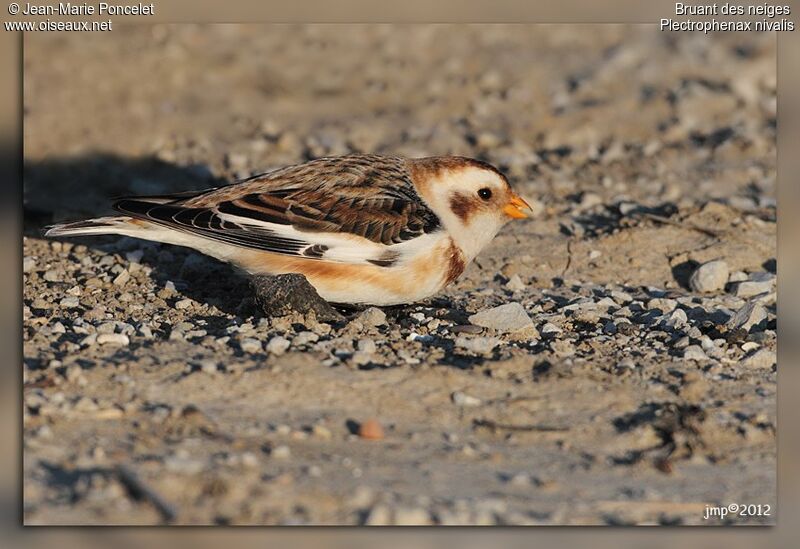 Snow Bunting