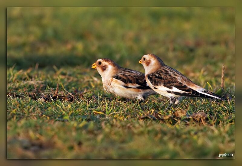 Snow Bunting