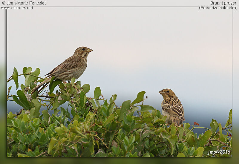 Corn Bunting