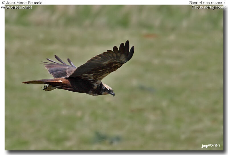 Western Marsh Harrier