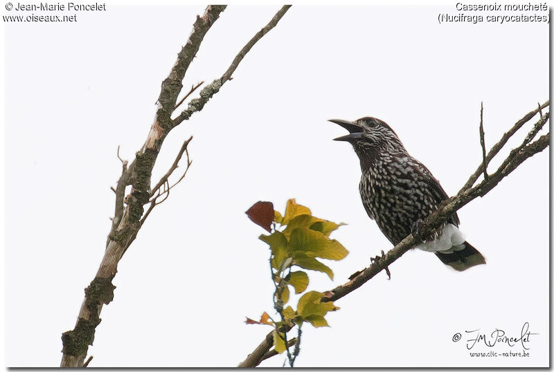 Spotted Nutcracker