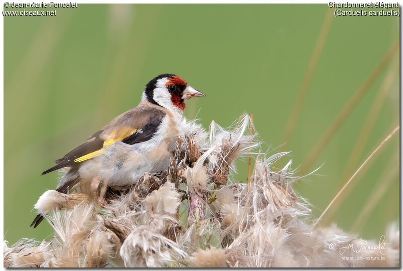 European Goldfinch