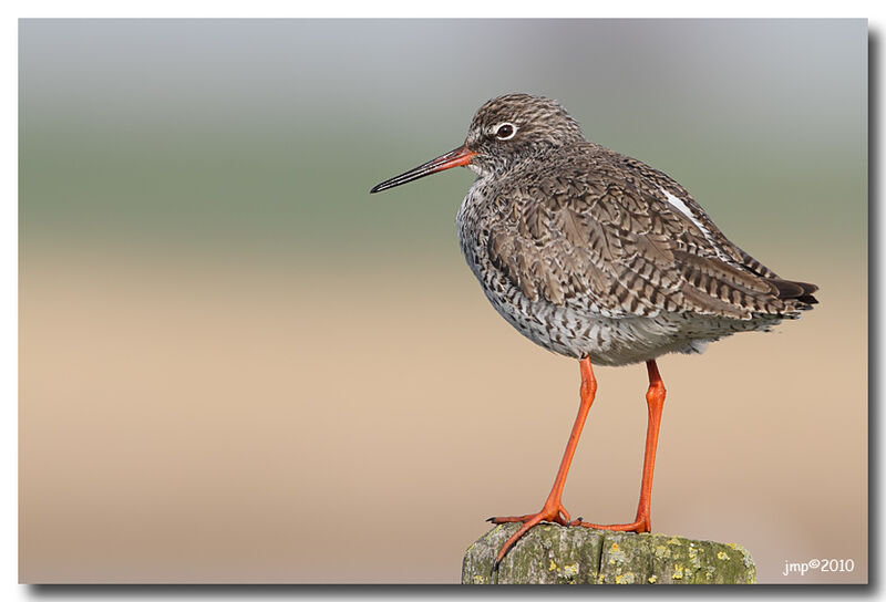 Common Redshank