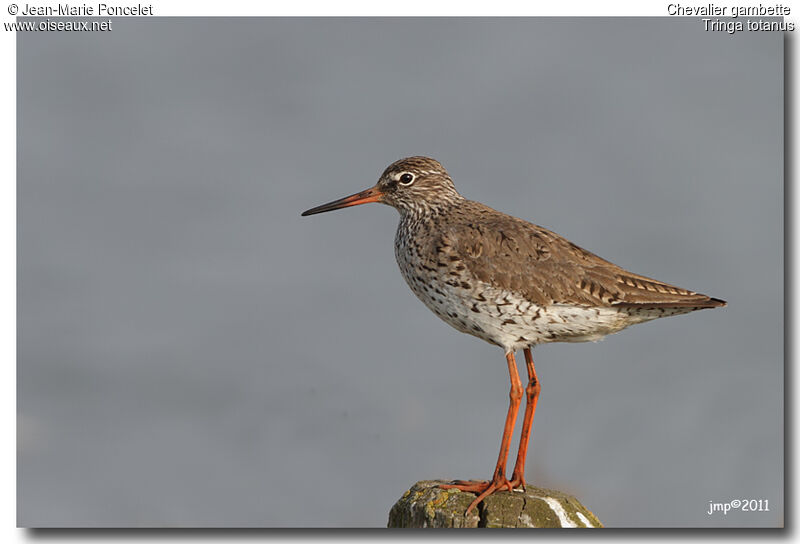 Common Redshank