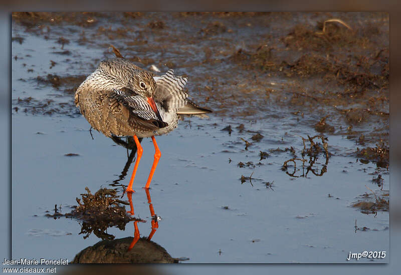 Common Redshankadult breeding, care