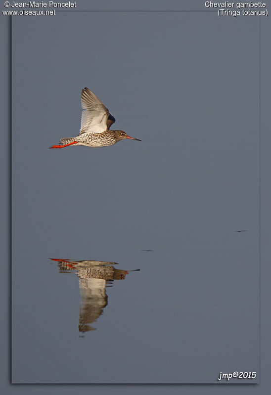 Common Redshank