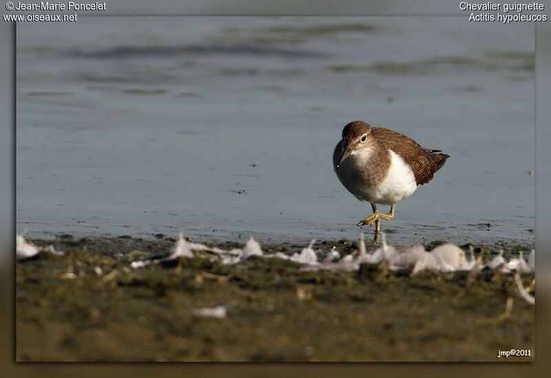 Common Sandpiper