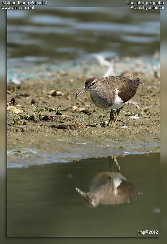 Common Sandpiper