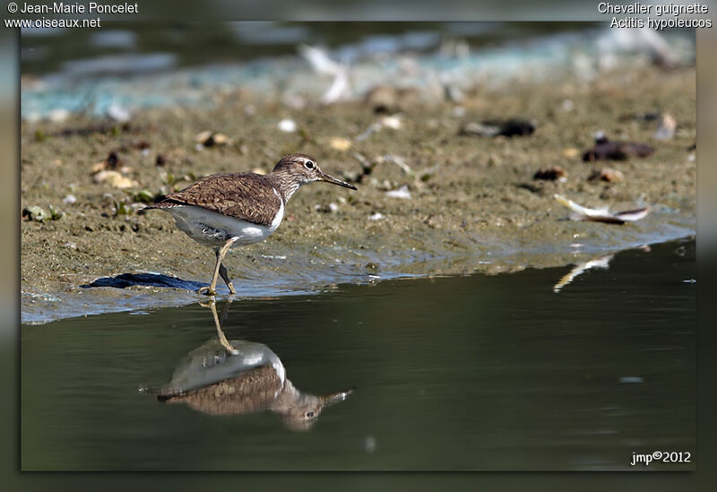 Common Sandpiper