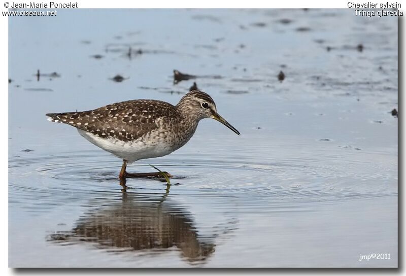 Wood Sandpiper