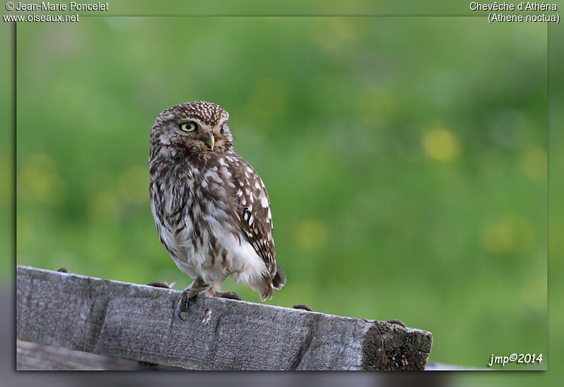 Little Owl