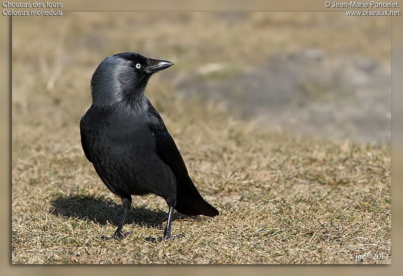 Western Jackdaw