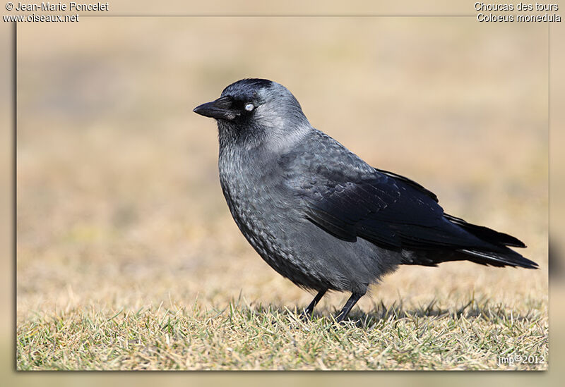 Western Jackdaw