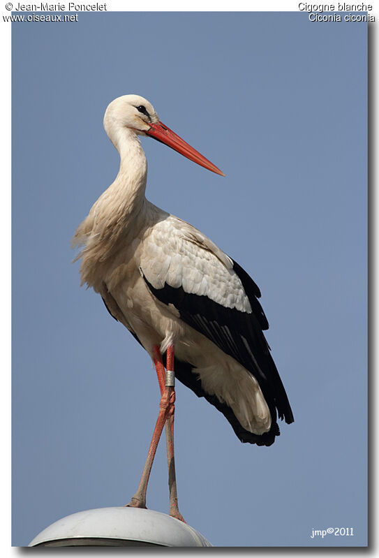 Cigogne blanche