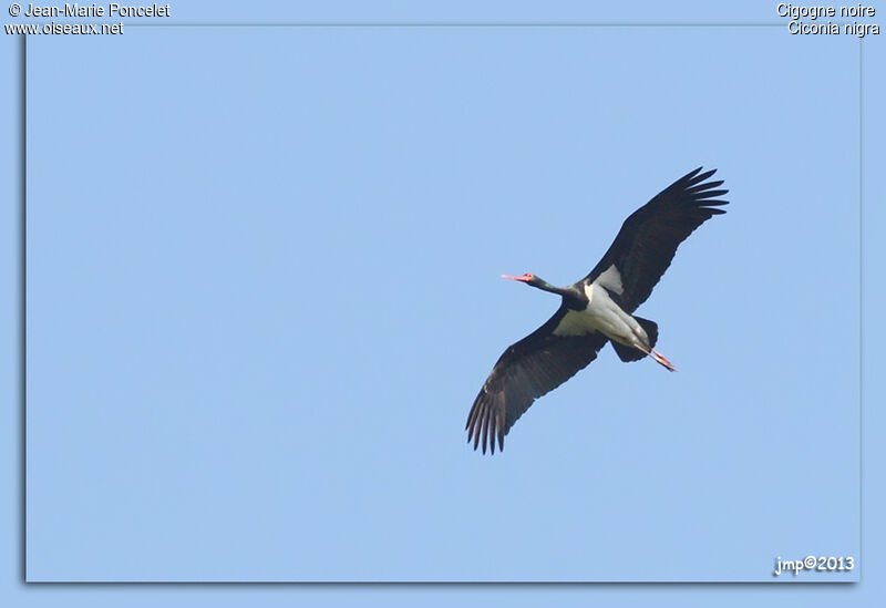 Cigogne noire