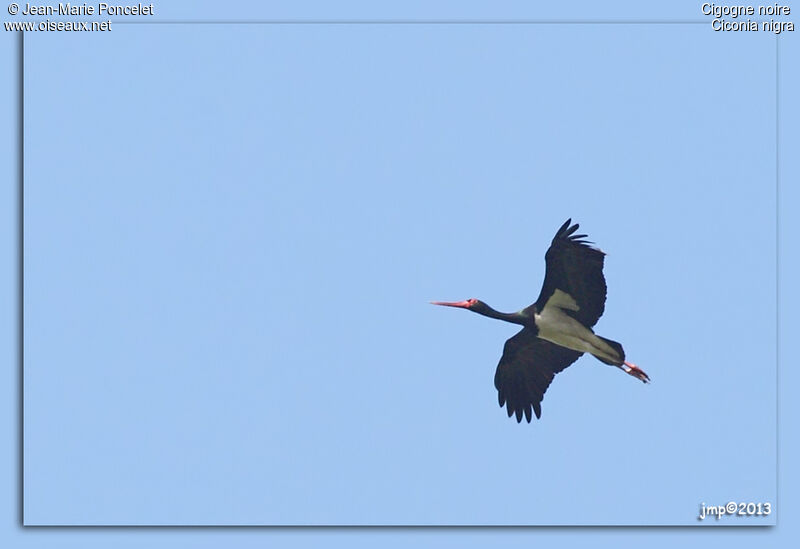 Black Stork