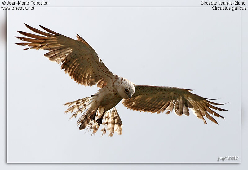 Short-toed Snake Eagle