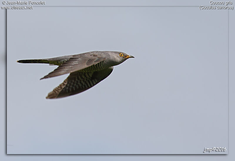 Common Cuckoo