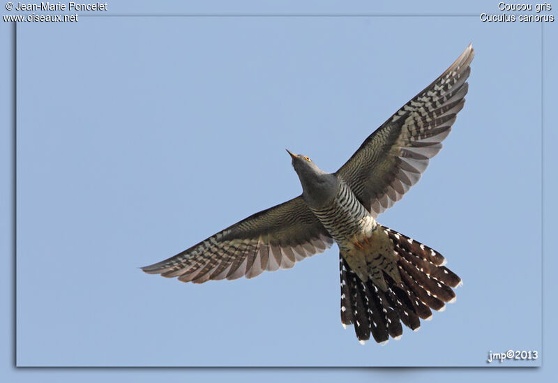 Common Cuckoo