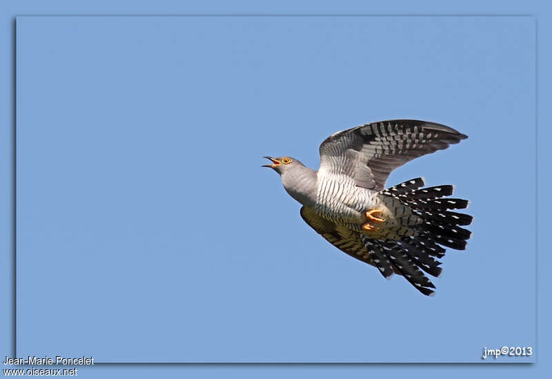 Common Cuckoo, Flight