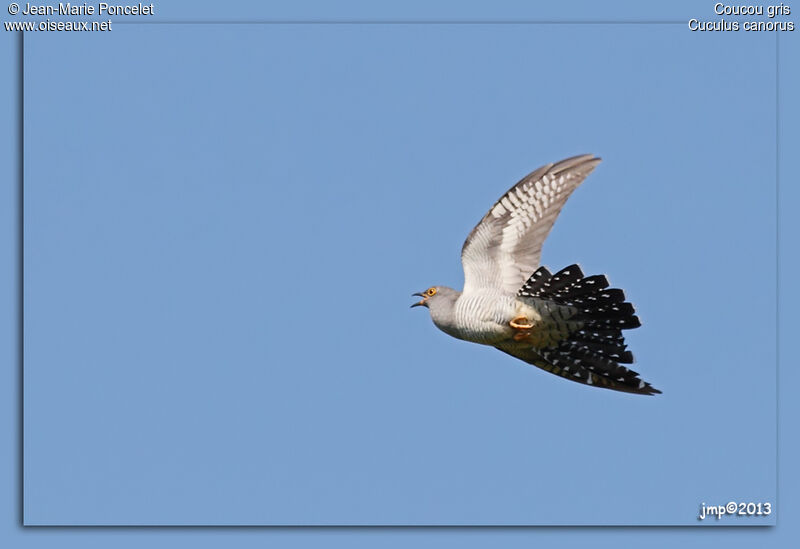 Common Cuckoo