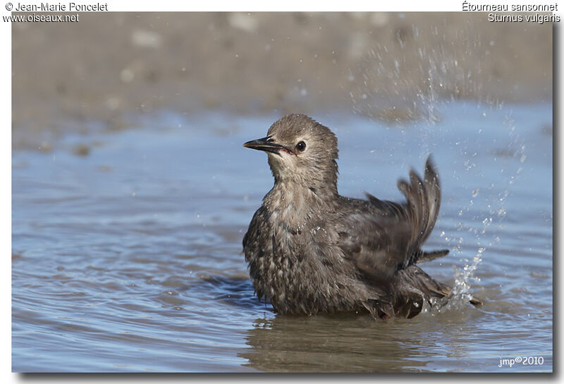 Common Starlingjuvenile