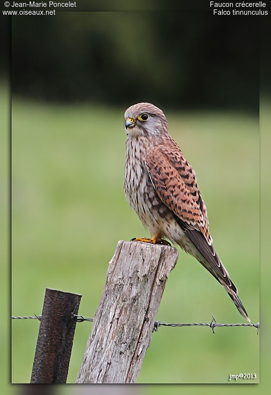 Common Kestrel