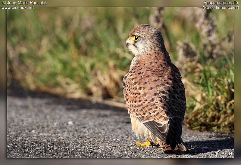 Common Kestrel