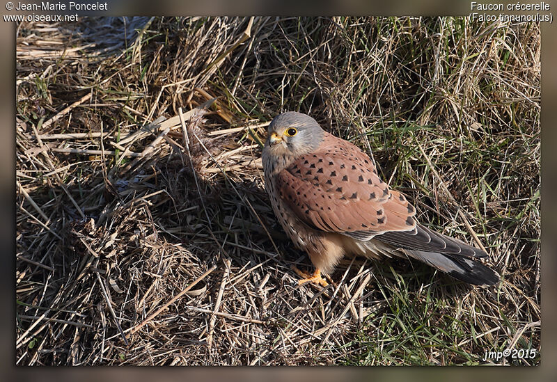 Common Kestrel