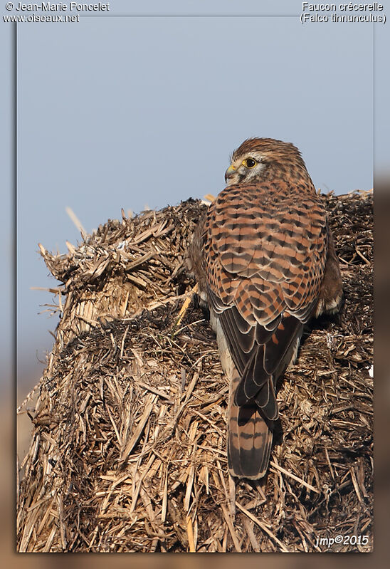 Common Kestrel