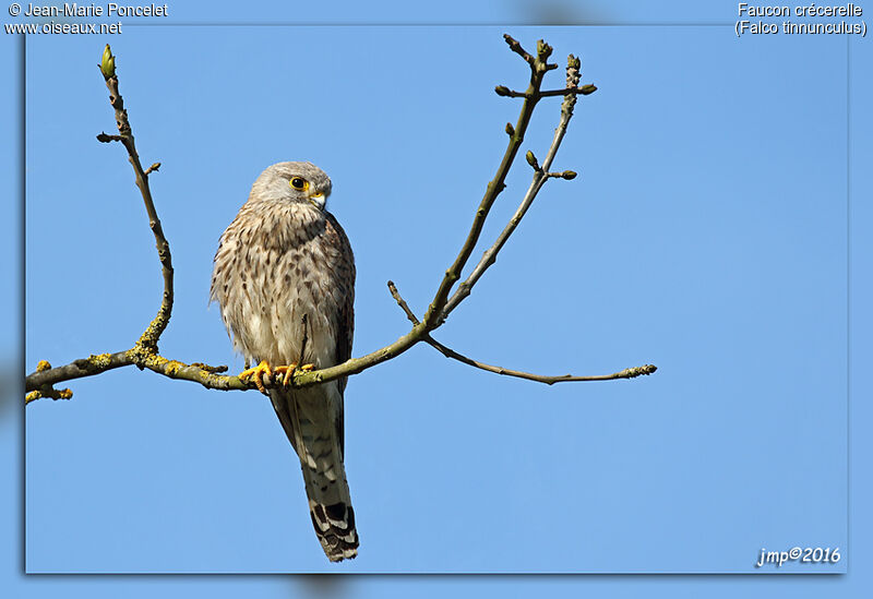 Common Kestrel