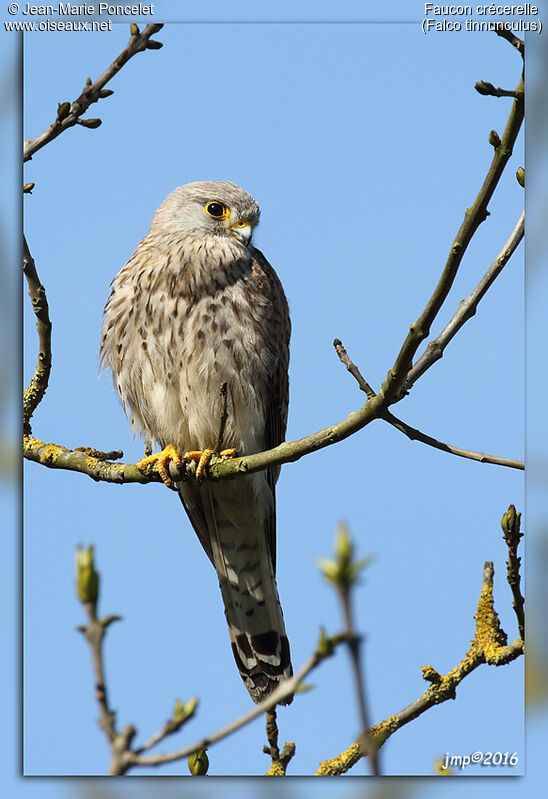 Common Kestrel