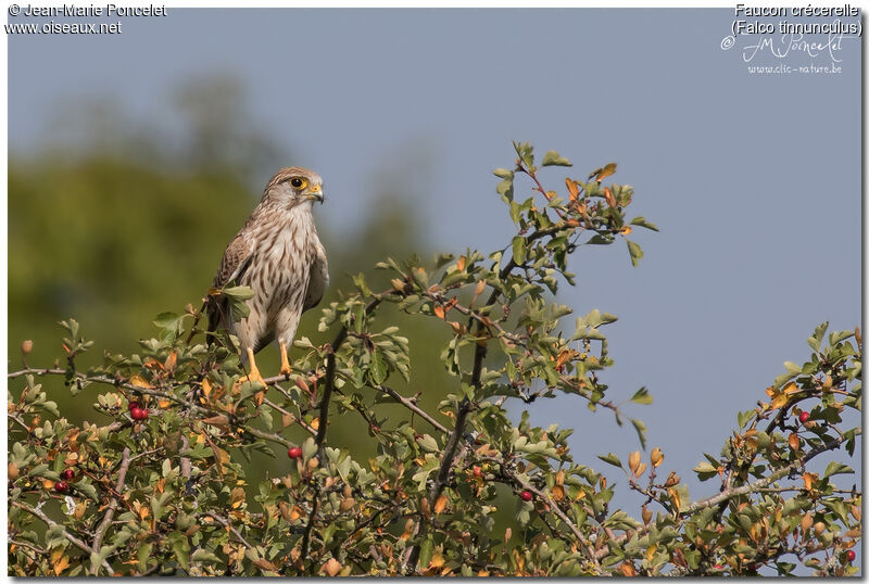 Common Kestrel