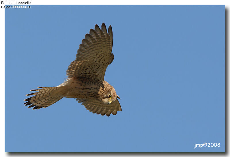 Common Kestrel female adult