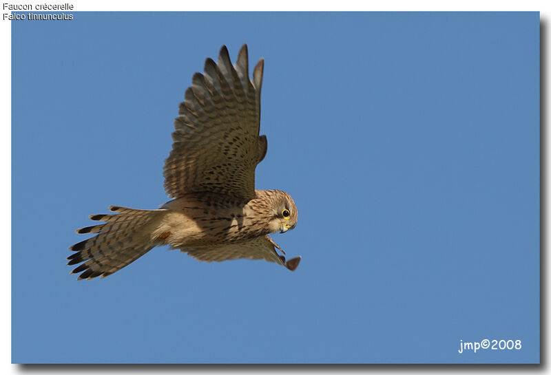 Common Kestrel female adult