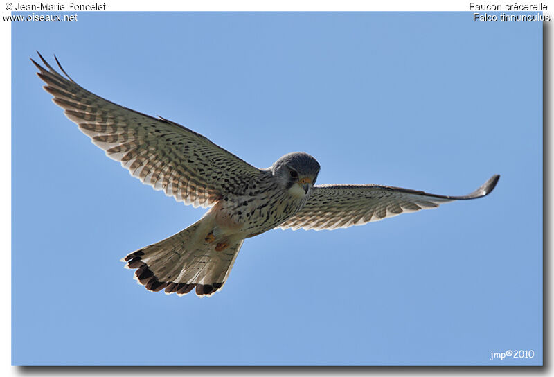 Common Kestrel