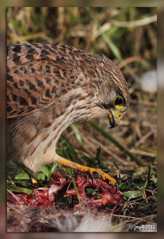 Common Kestrel