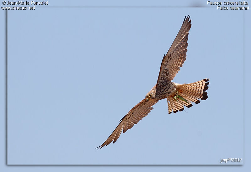 Lesser Kestrel