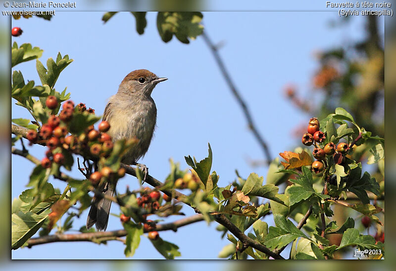 Eurasian Blackcap