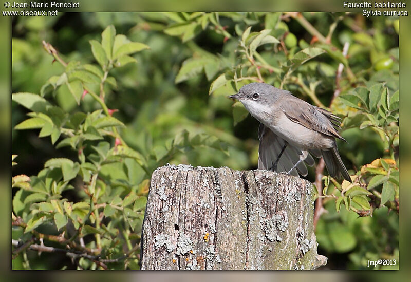 Lesser Whitethroat