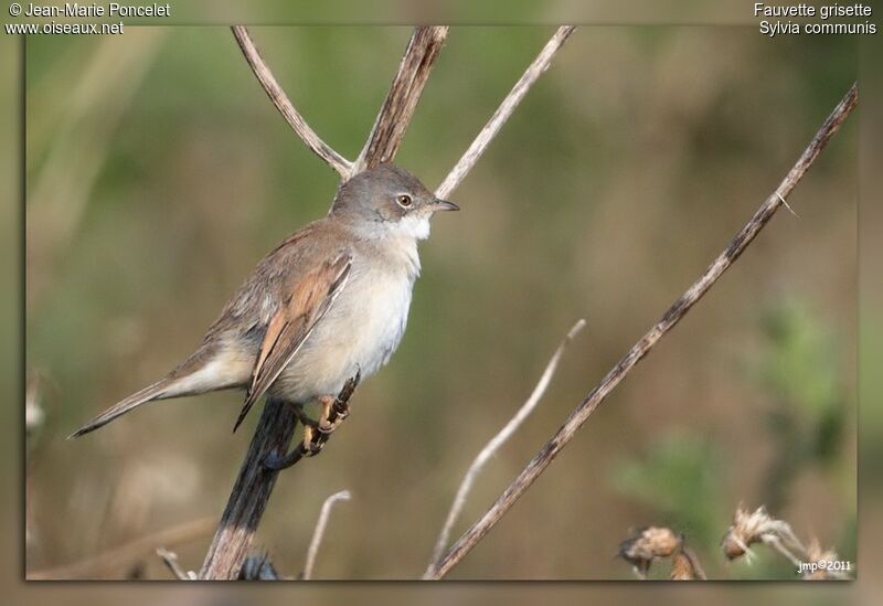 Common Whitethroat