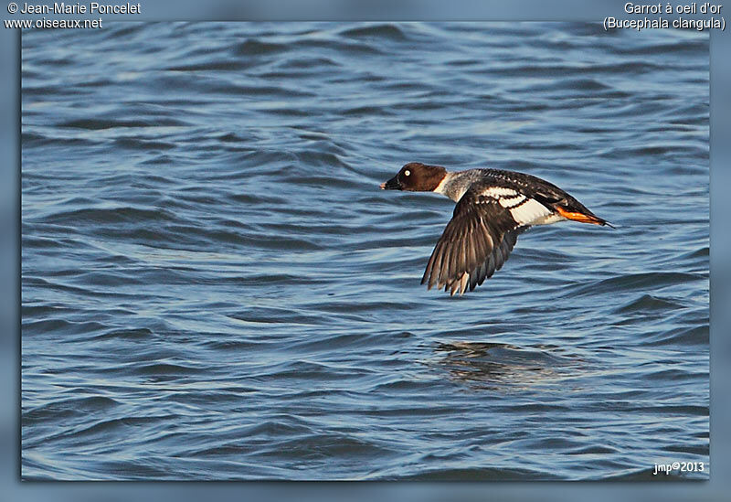 Common Goldeneye