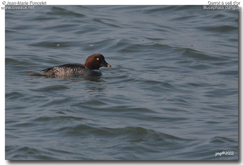 Common Goldeneye