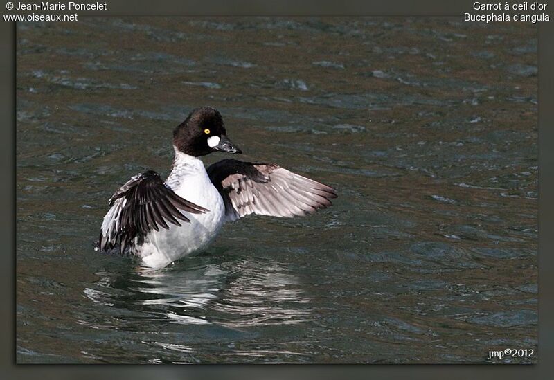 Common Goldeneye