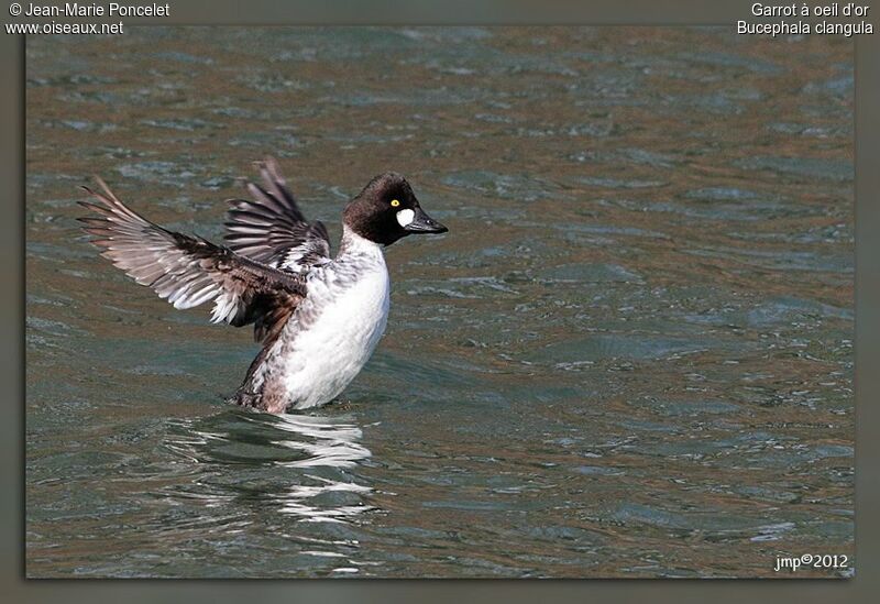 Common Goldeneye