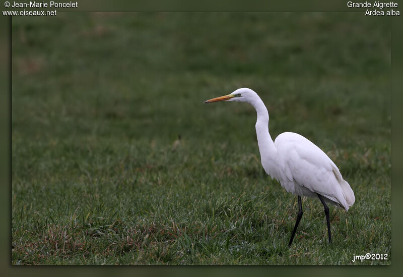 Great Egret