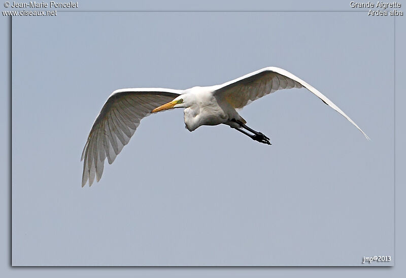 Great Egret