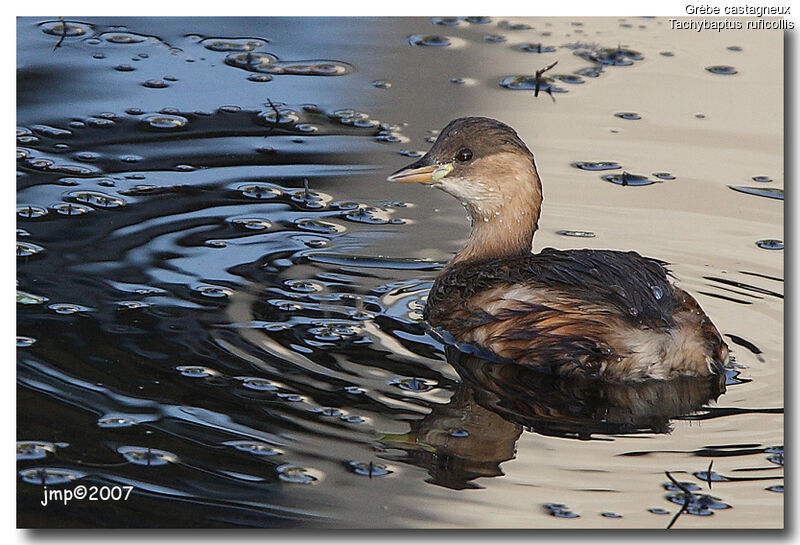 Little Grebe