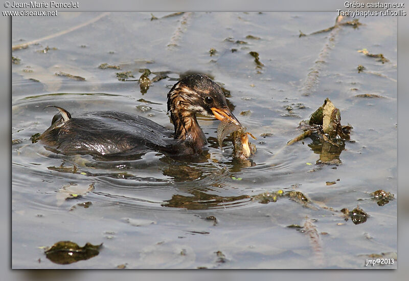 Little Grebe